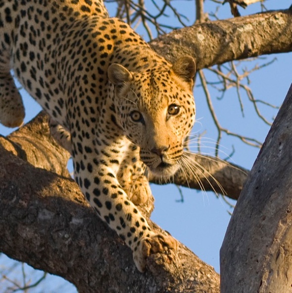 Leopard at Greater Kruger National Park South Africa
