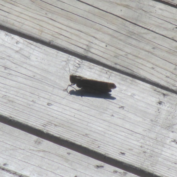 14.lg grasshopper.3 bridge 9.26.15