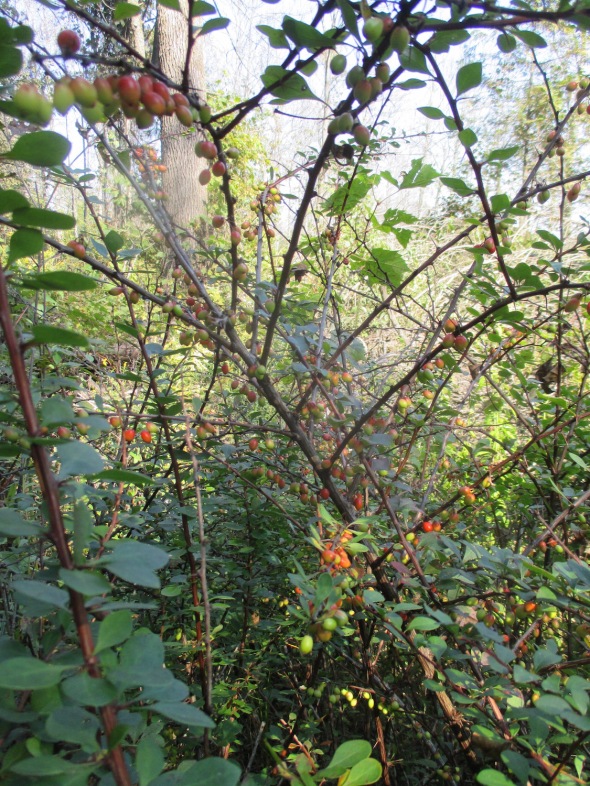 lg berries thorn bush.1 9.26.15