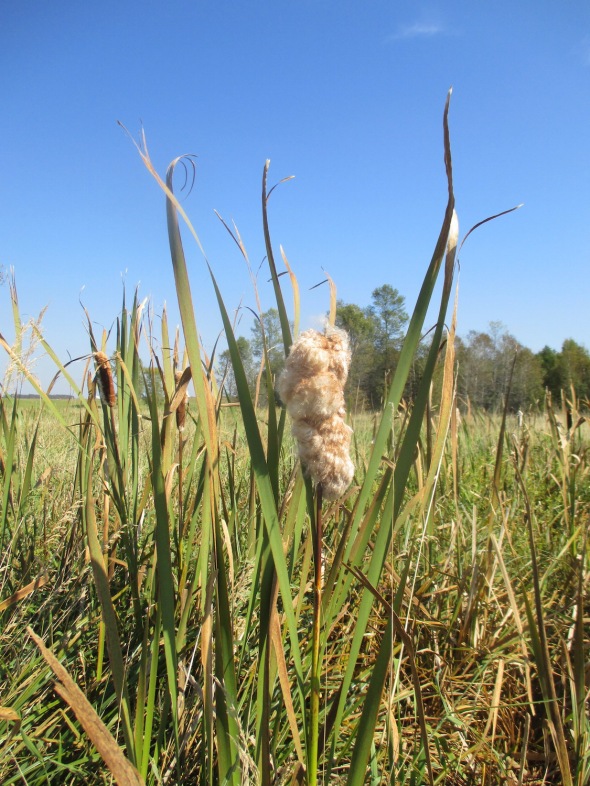 lg cattail seed.1 9.26.15