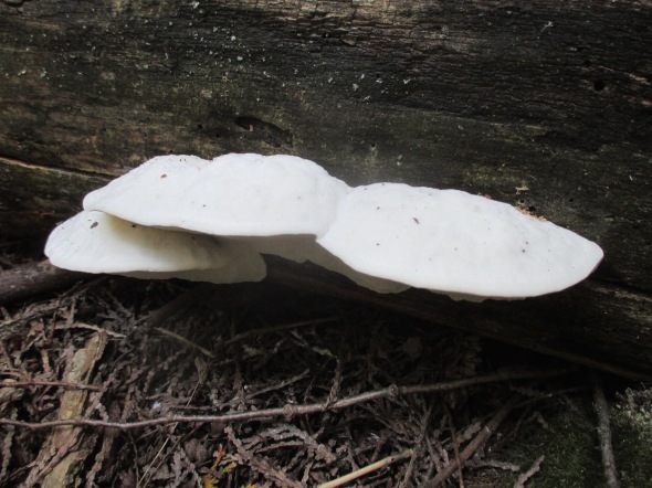 lg mushroom white good 9.26.15