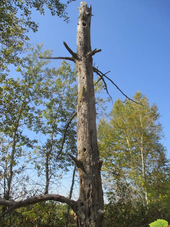 lg tree woodpecker holes.1 9.26.15